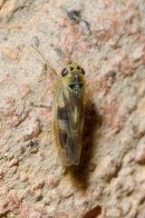 Macrosteles variatus