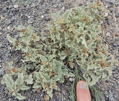 Acleisanthes diffusa