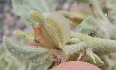 Acleisanthes diffusa