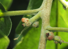Callirhytis subcostata
