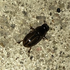 Labarrus cincticulus