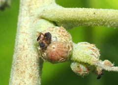 Callirhytis subcostata