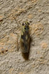 Macrosteles variatus