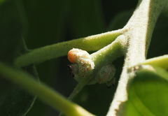 Callirhytis subcostata