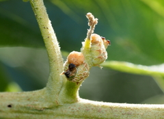 Callirhytis subcostata