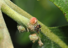 Callirhytis subcostata