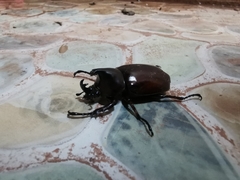 Xylotrupes mniszechi