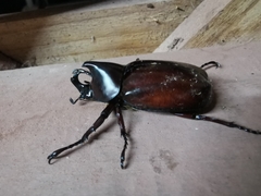 Xylotrupes mniszechi