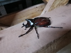 Xylotrupes mniszechi