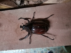 Xylotrupes mniszechi