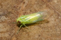 Kyboasca bipunctata