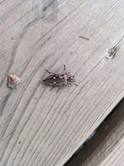 Chrysochroini
