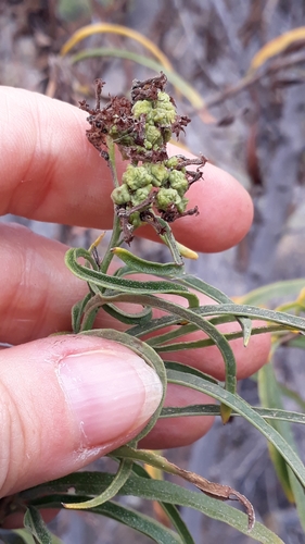 Heliotropium messerschmidioides, photograph 5