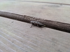 Chrysochroini