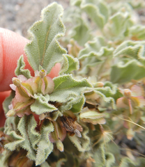 Acleisanthes diffusa