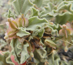 Acleisanthes diffusa