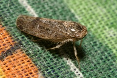 Allygidius atomarius