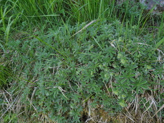 Alchemilla alpigena