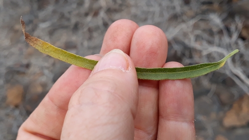 Heliotropium messerschmidioides, photograph 6