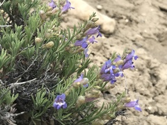 Penstemon linarioides
