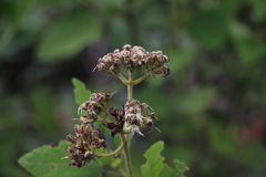 Aristeguietia lamiifolia