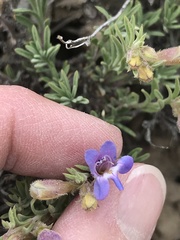 Penstemon linarioides
