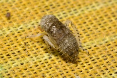 Allygidius atomarius