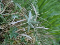Alchemilla alpigena