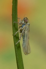 Macrosteles sexnotatus
