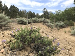 Penstemon linarioides