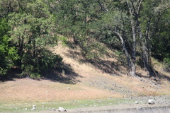 Haliaeetus leucocephalus leucocephalus