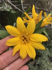 Wyethia arizonica