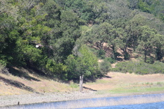 Haliaeetus leucocephalus leucocephalus