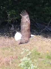 Haliaeetus leucocephalus leucocephalus