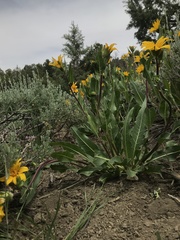 Wyethia arizonica