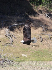 Haliaeetus leucocephalus leucocephalus