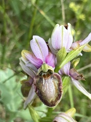Ophrys sphegodes aveyronensis