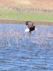 Haliaeetus leucocephalus leucocephalus
