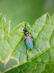 Diptera