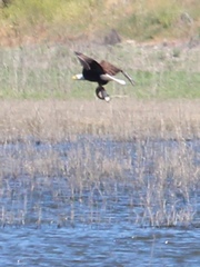 Haliaeetus leucocephalus leucocephalus