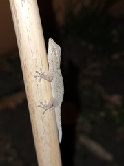 Tarentola delalandii