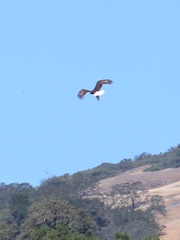 Haliaeetus leucocephalus leucocephalus