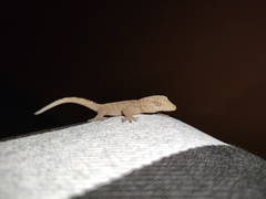 Tarentola delalandii