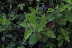 Aristeguietia lamiifolia