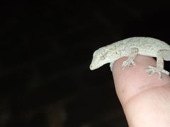 Tarentola delalandii