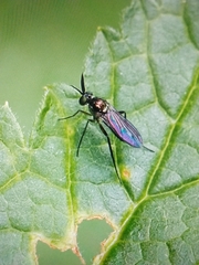Diptera