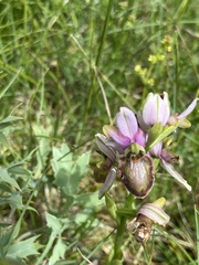 Ophrys sphegodes aveyronensis