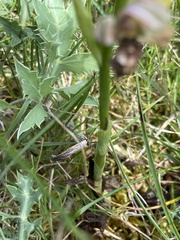 Ophrys sphegodes aveyronensis