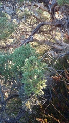 Brachyglottis cassinioides