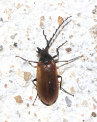 Pseudocistela ceramboides
